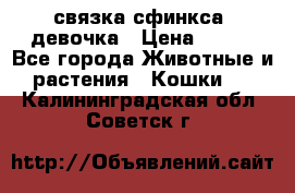 связка сфинкса. девочка › Цена ­ 500 - Все города Животные и растения » Кошки   . Калининградская обл.,Советск г.